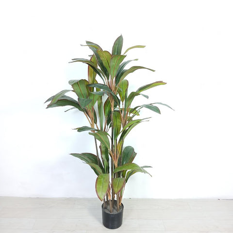 Cordyline Fruticosa - Silk Plant