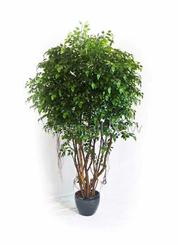 9 Stem Ficus Tree - 200x30x30cm