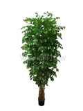 9 Stem Ficus Tree - 200x30x30cm