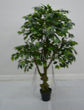 9 Stem Ficus Tree - 200x30x30cm