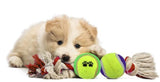 Sports Pet Dog Toys Gift Set